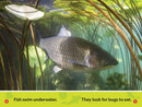 In the Pond (National Geographic Kids Readers, Pre-Reader)