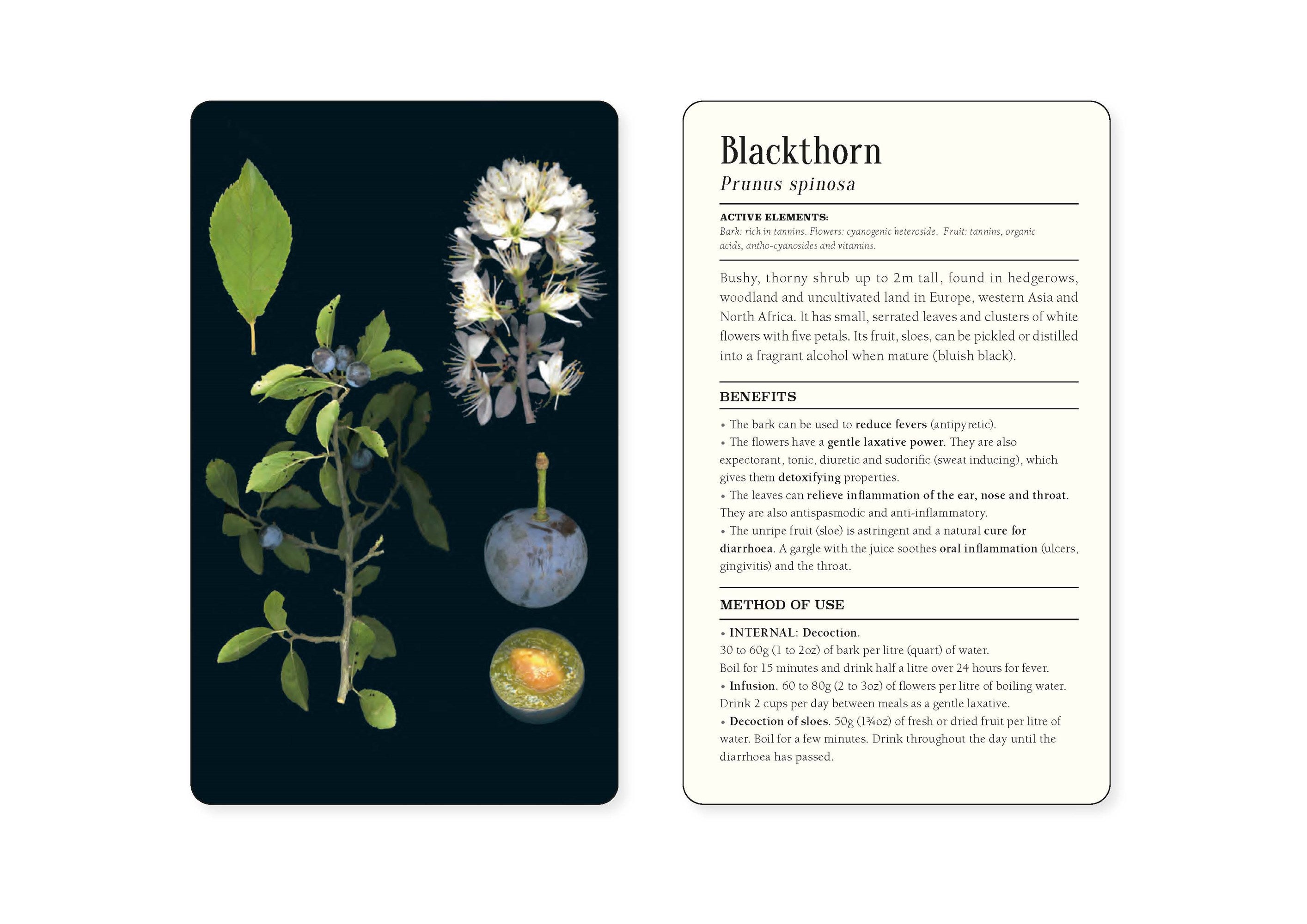 50 Plants that Heal