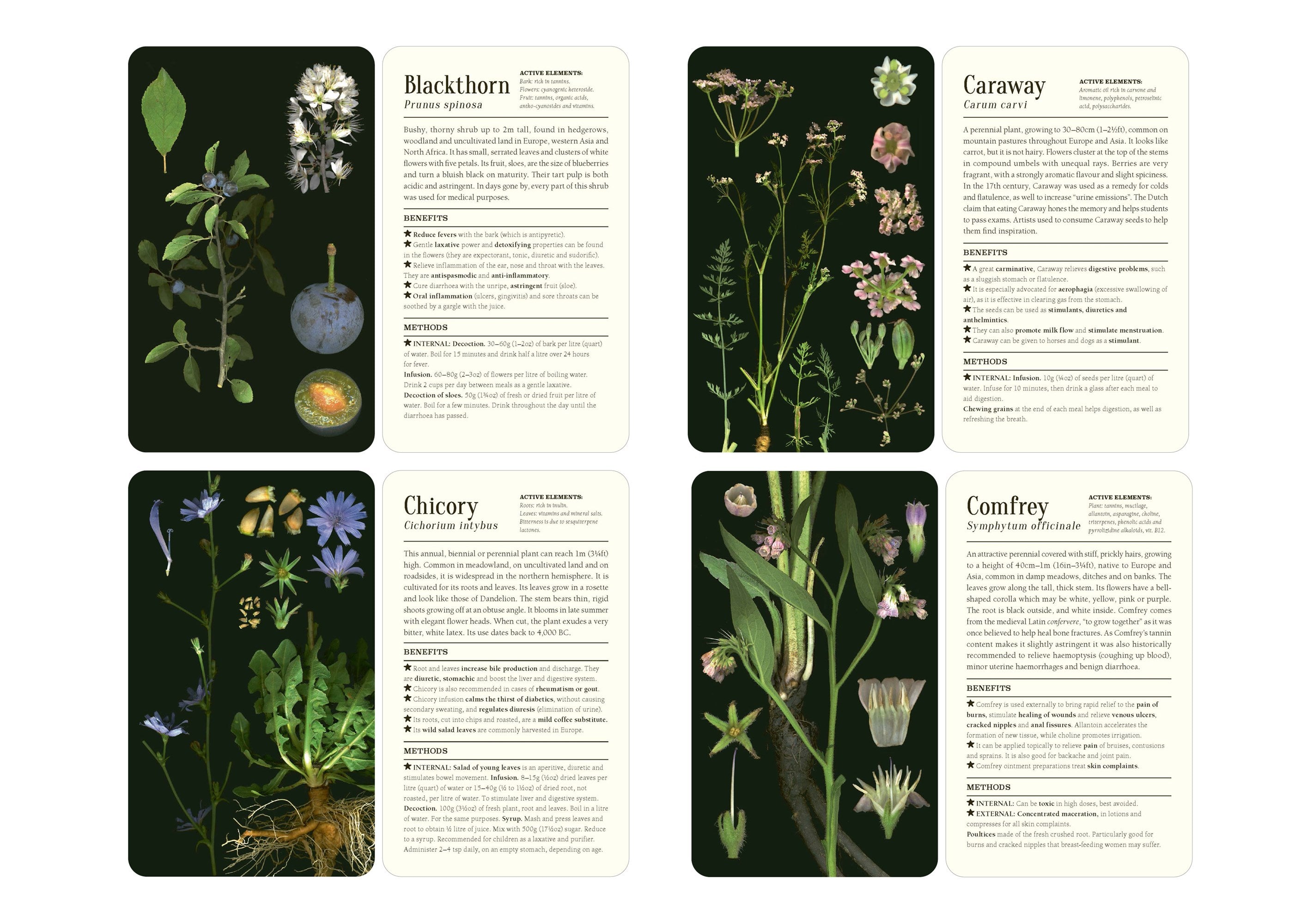 50 Plants that Heal