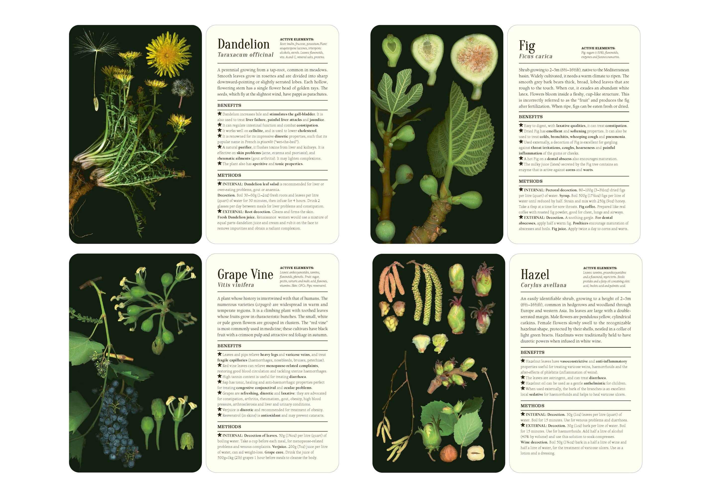 50 Plants that Heal