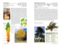 A Californian's Guide to the Trees Among Us: Expanded and Updated