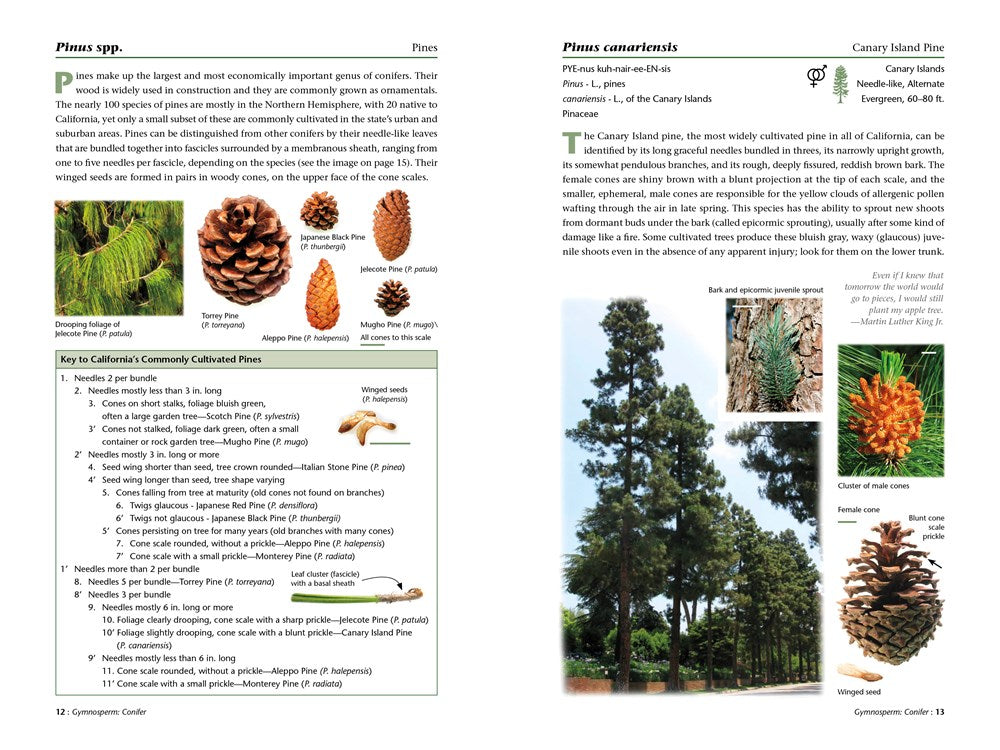 A Californian's Guide to the Trees Among Us: Expanded and Updated