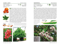 A Californian's Guide to the Trees Among Us: Expanded and Updated