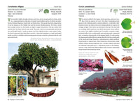A Californian's Guide to the Trees Among Us: Expanded and Updated