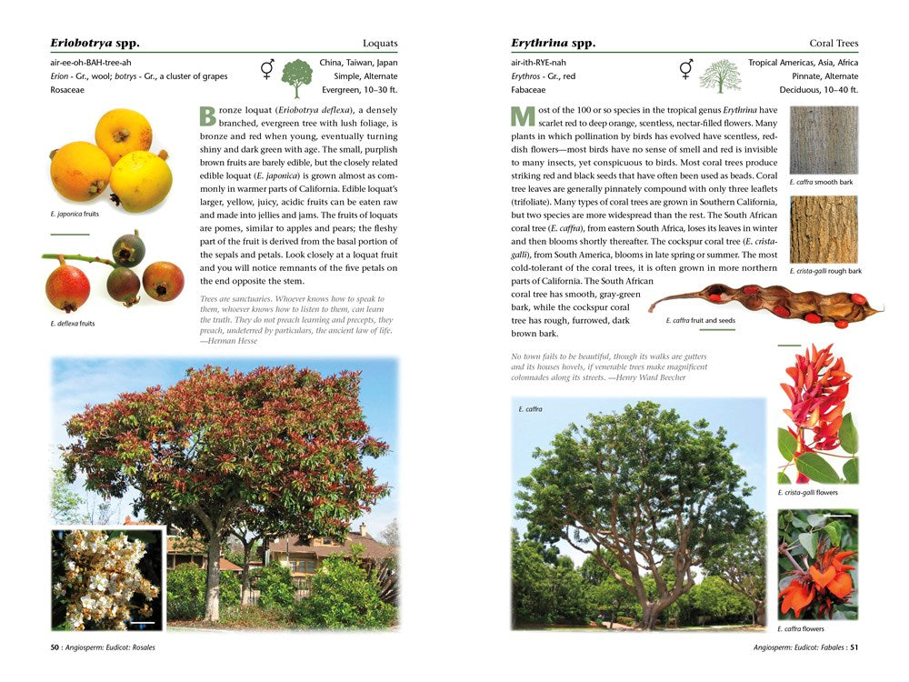 A Californian's Guide to the Trees Among Us: Expanded and Updated